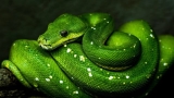 Python Programming Course Bundle : Build 15 Applications