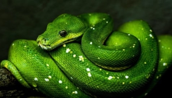 Python Programming Course Bundle : Build 15 Applications