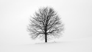 Binary Trees – Crash Course