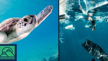 Plastic Waste Pollution: causes, impacts & solutions